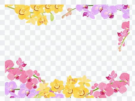 Phalaenopsis spring frame Phalaenopsis spring frame