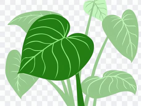 Foliage plant Foliage plant