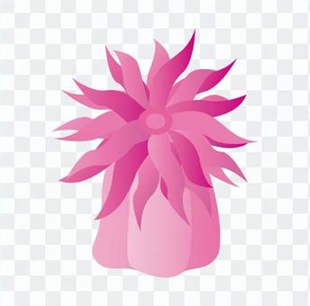 Pink sea anemone Pink sea anemone