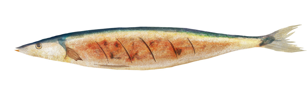 Illustration of realistic grilled saury with salt Illustration of realistic grilled saury with salt