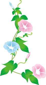morning glory morning glory