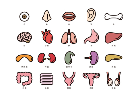 Human body parts icon-color Human body parts icon-color