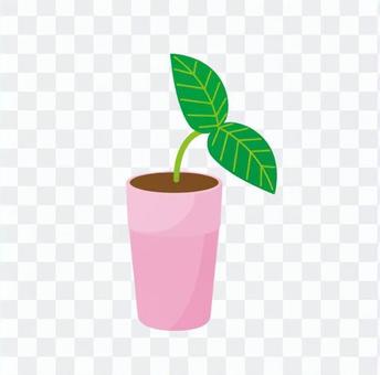 Foliage plant Foliage plant