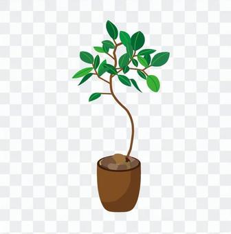 Foliage plant Foliage plant