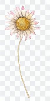 Small flowers 7 - sweet chrysanthemum, Dizzy Small flowers 7 - sweet chrysanthemum, Dizzy