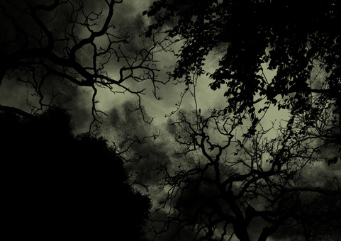 In the eerie forest In the eerie forest