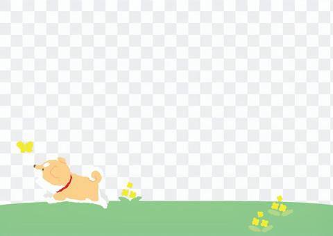 Shiba puppy - You will want to hang out spring Shiba puppy - You will want to hang out spring