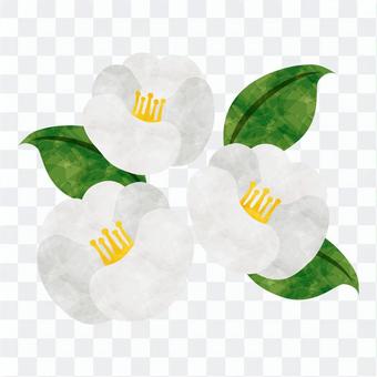 Winter flowers / white camellia Winter flowers / white camellia
