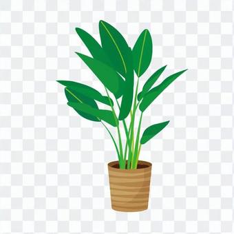 Foliage plant Foliage plant