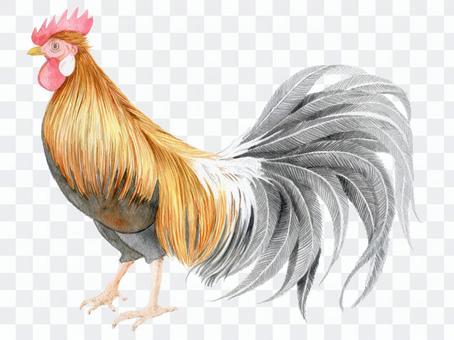 Chicken ★ 0443-E Chicken ★ 0443-E