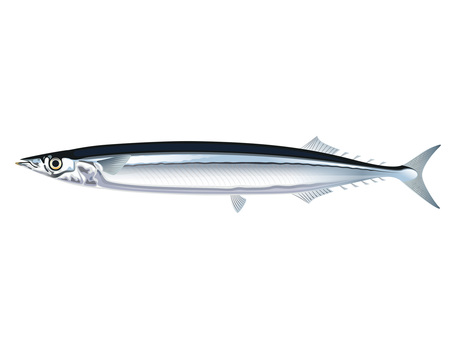 pacific saury illustration pacific saury illustration
