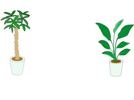 Ornamental plants Pachira and Strelitzia augusta Ornamental plants Pachira and Strelitzia augusta