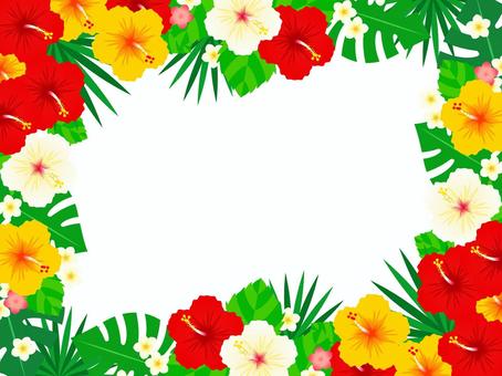 Hibiscus 01 Hibiscus 01