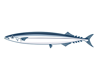 Pacific saury Pacific saury