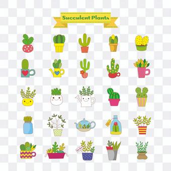 Succulent plants Succulent plants