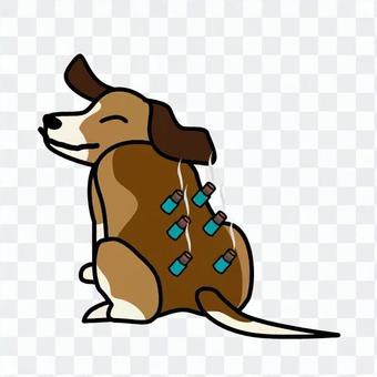 Dog moxa moxa Dog moxa moxa