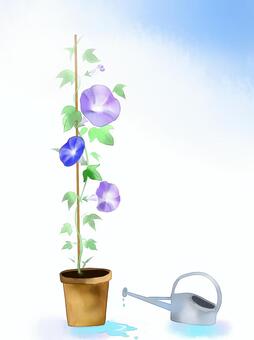 Morning glory (vertical) Morning glory (vertical)