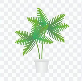 Houseplant - fern Houseplant - fern