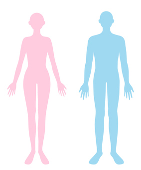 Human body Male and female whole body silhouette Human body Male and female whole body silhouette