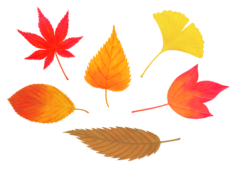 Fallen leaves in autumn Fallen leaves in autumn
