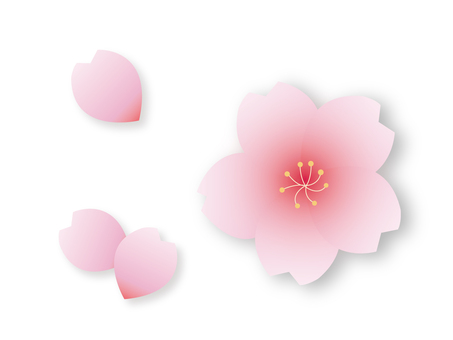 Cherry Blossoms Cherry Blossoms