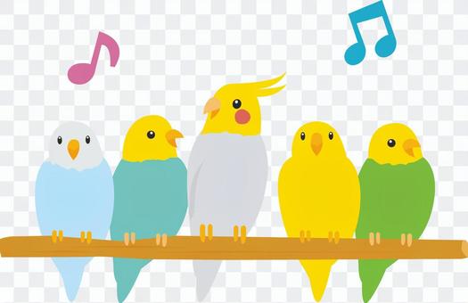 Five parrots to sing on perch Five parrots to sing on perch