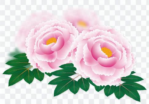 2016 peony flowers 2016 peony flowers