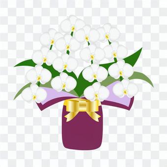 Phalaenopsis: Phalaenopsis Phalaenopsis: Phalaenopsis