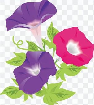 Morning glory Morning glory