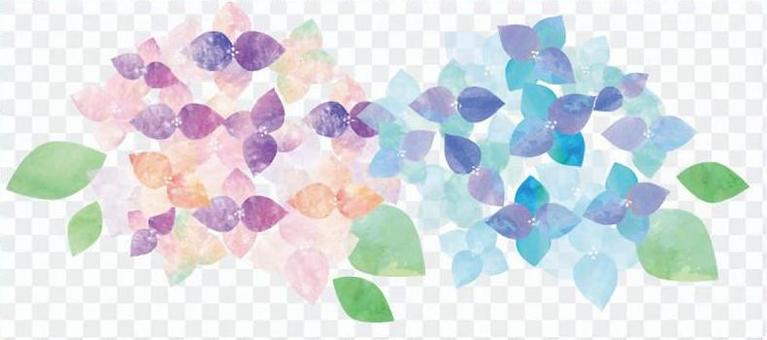 Watercolor hydrangea two colors Watercolor hydrangea two colors