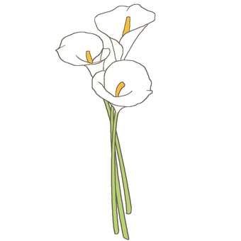 Color lily Color lily