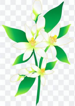 Mandarin orange flowers Mandarin orange flowers