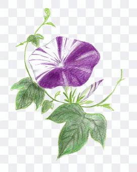 morning glory morning glory