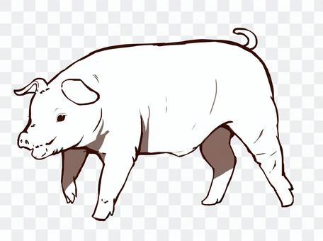 Duroc (eye ant) Duroc (eye ant)