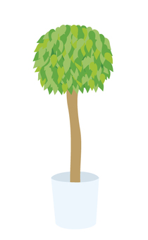 Foliage plant Foliage plant