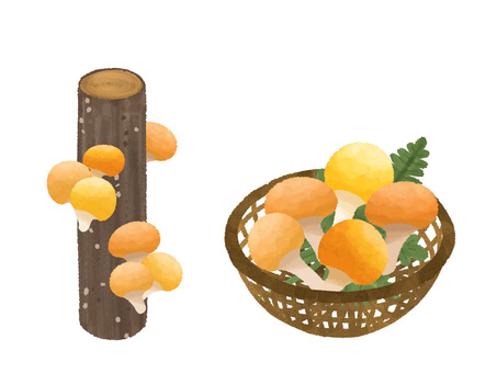 Nameko hunting / Log cultivation nameko Nameko hunting / Log cultivation nameko
