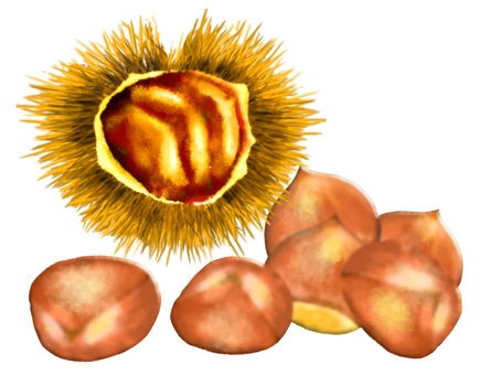 Chestnut illustration (real touch) Chestnut illustration (real touch)