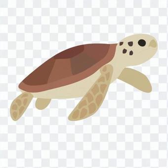 Sea turtle 1 Sea turtle 1