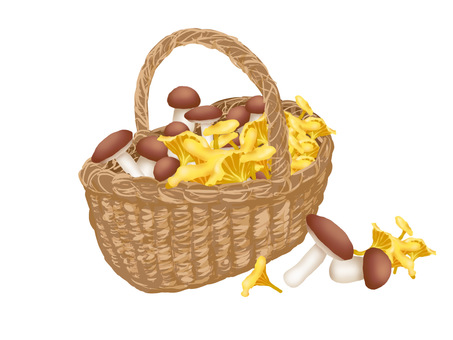 Mushroom hunting basket Mushroom hunting basket