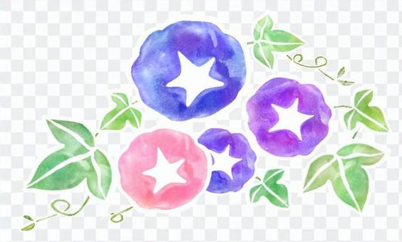 Watercolor painting of morning glory Watercolor painting of morning glory