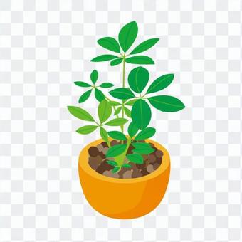 Foliage plant Foliage plant