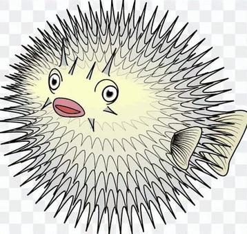 Porcupinefish Fugu Fish Aquarium Thorn Porcupinefish Fugu Fish Aquarium Thorn