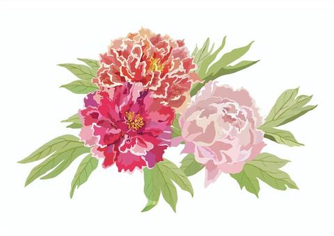 Flower material (peony) Flower material (peony)