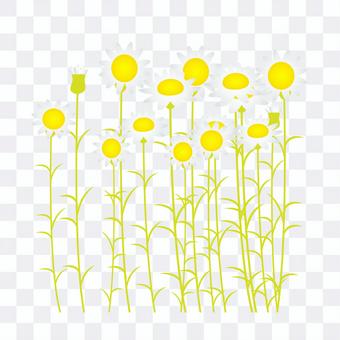 Chamomile ① Chamomile ①