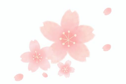 Cherry Blossoms Cherry Blossoms