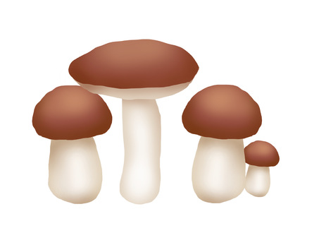 Porcini mushroom Porcini mushroom
