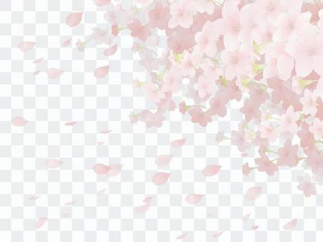 Cherry blossom background 8 Cherry blossom background 8