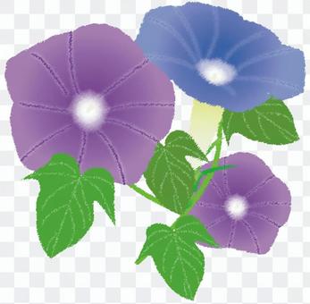 morning glory morning glory