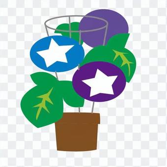 Morning glory potted plant Morning glory potted plant