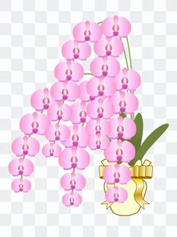Phalaenopsis orchid mushroom Phalaenopsis orchid mushroom